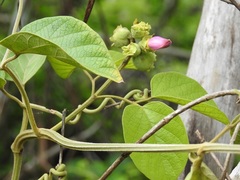 Amphilophium paniculatum
