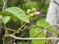 Amphilophium paniculatum
