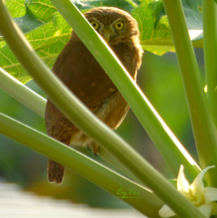 Glaucidium brasilianum