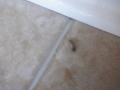 Plagiomimicus pityochromus