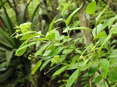Varronia foliosa