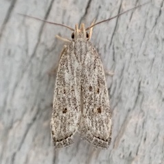 Helcystogramma