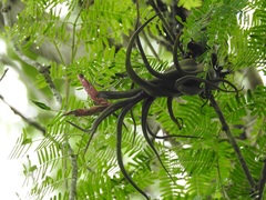Tillandsia caput-medusae