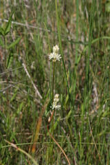 Triantha glutinosa