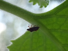 Kleidocerys resedae
