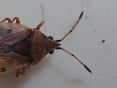 Kleidocerys resedae