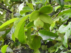 Semialarium mexicanum