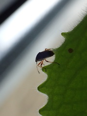Kleidocerys resedae