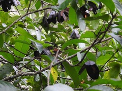 Semialarium mexicanum