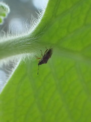 Kleidocerys resedae