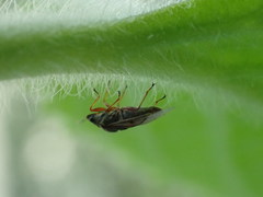 Kleidocerys resedae