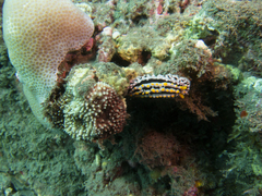 Phyllidia varicosa