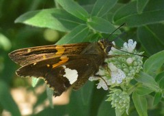 Epargyreus clarus clarus