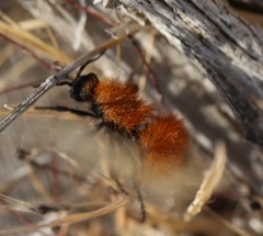 Dasymutilla arenivaga