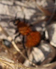 Dasymutilla arenivaga