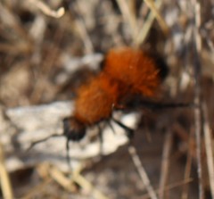 Dasymutilla arenivaga