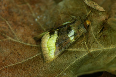 Diachrysia chrysitis