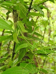 Dioscorea spiculiflora