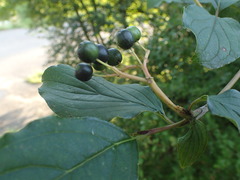 Cornus sanguinea