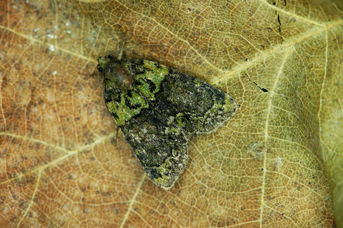 Tree-lichen Beauty