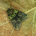 Cryphia algae - Photo (c) Michał Brzeziński,  זכויות יוצרים חלקיות (CC BY-NC), uploaded by Michał Brzeziński