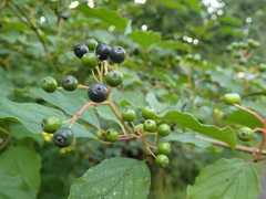 Cornus sanguinea