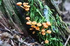 Chrysomphalina chrysophylla