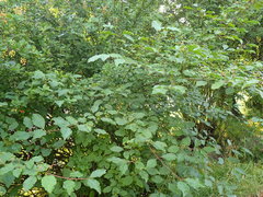 Cornus sanguinea