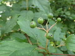 Cornus sanguinea