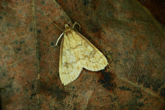 Udea fulvalis