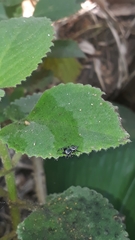 Naubolus