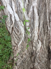 Funastrum