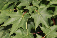 Acer cappadocicum