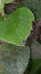 Naubolus