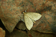Udea accolalis