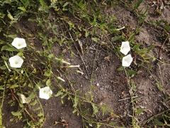 Convolvulus arvensis