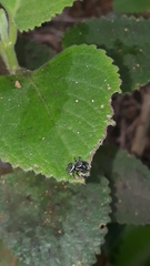 Naubolus