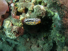 Phyllidia varicosa