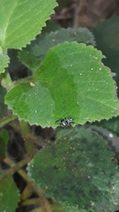 Naubolus