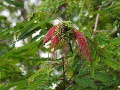 Calliandra houstoniana calothyrsus