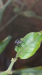 Naubolus