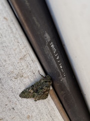 Phosphila miselioides