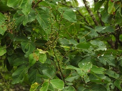 Mimosa lactiflua