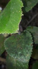 Naubolus