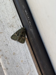 Phosphila miselioides