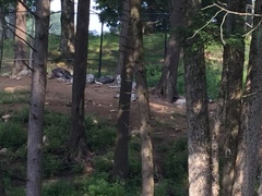 Canis lupus occidentalis