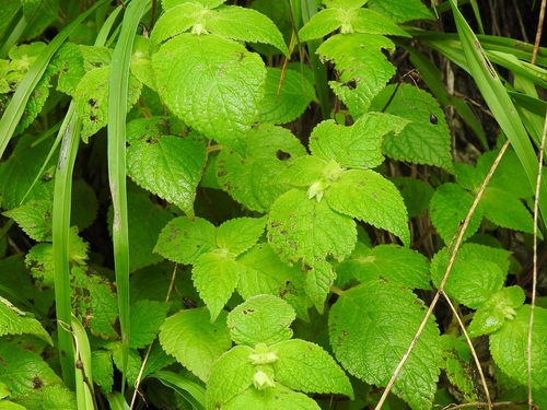 Achimenes warszewicziana (Achimenes warszewicziana)