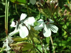 Microbotryum saponariae