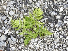 Cheiloplecton rigidum