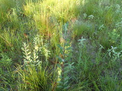 Asclepias obovata
